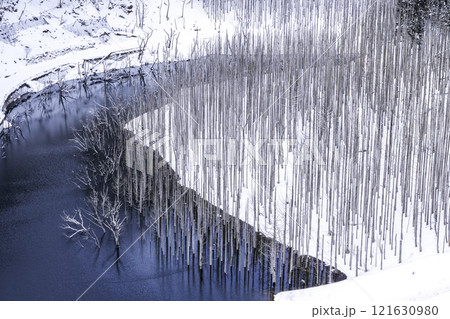 冬の湯西川水没林 冬の湯西川水没林 121630980