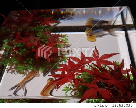 《2024年秋の金魚ショー》金魚、ライト、紅葉の絶妙の組み合わせ 《2024年秋の金魚ショー》金魚、ライト、紅葉の絶妙の組み合わせ 121631030