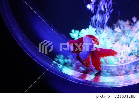 《2024年秋の金魚ショー》金魚、ライト、紅葉の絶妙の組み合わせ 121631299
