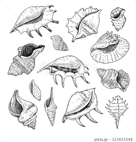 Collection of shells, black and white detailed ink illustrations for design isolated on white background. 121631548