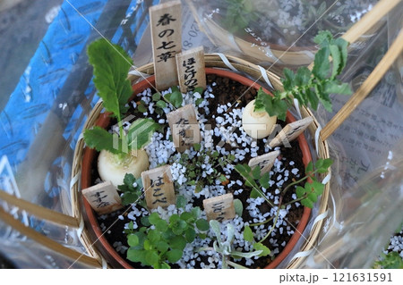 春の七草　寄せ植え　七草粥　野草 121631591