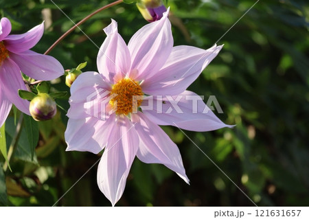 ピンクの花びらの大輪のコウテイダリア(コダチダリア)の花のアップの風景 121631657