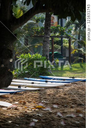 A vibrant row of surfboards is neatly lined up in the sand beneath a tree 121631743