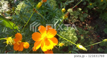 夏から秋にかけて花壇を賑わすキバナコスモスのオレン地色の花 夏から秋にかけて花壇を賑わすキバナコスモスのオレン地色の花 121631769