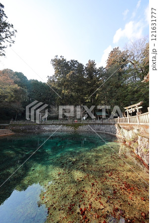 山口美祢別府弁天池2025⑪ 121631777