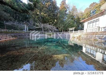 山口美祢別府弁天池2025⑫ 山口美祢別府弁天池2025⑫ 121631778