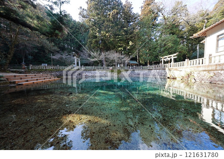 山口美祢別府弁天池2025⑭ 山口美祢別府弁天池2025⑭ 121631780