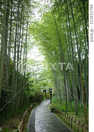 竹林の小径 121631794