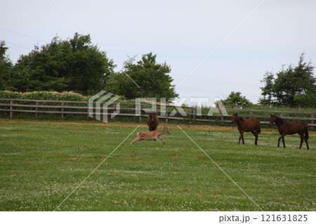 馬と野生の鹿がいる風景_日髙 121631825