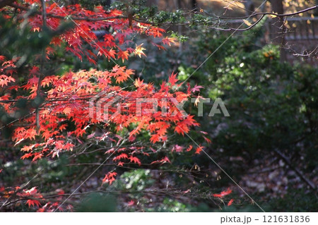 紅葉風景_香雪園_函館 121631836