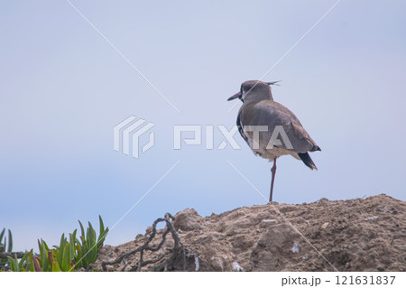 Southern lapwing under the blue sky Southern lapwing under the blue sky 121631837