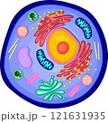 Anatomy of an Animal cell. 121631935