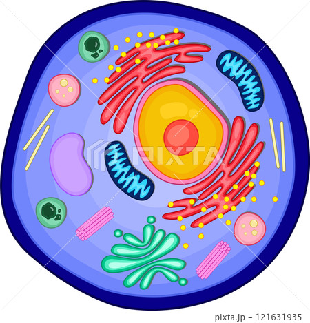 Anatomy of an Animal cell. Anatomy of an Animal cell. 121631935