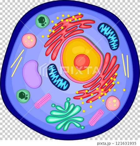 Anatomy of an Animal cell. Anatomy of an Animal cell. 121631935