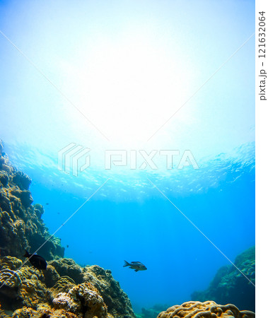 沖縄　阿嘉島のニシハマビーチ　水中写真 121632064