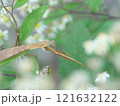 北海道のオオカマキリ 121632122