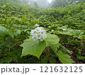 サンカヨウの花 121632125