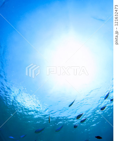 沖縄 阿嘉島のニシハマビーチ 水中写真 沖縄 阿嘉島のニシハマビーチ 水中写真 121632473