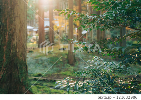 御岩神社 紅葉時期の森の中(茨城県日立市 御岩神社) 御岩神社 紅葉時期の森の中(茨城県日立市 御岩神社) 121632986