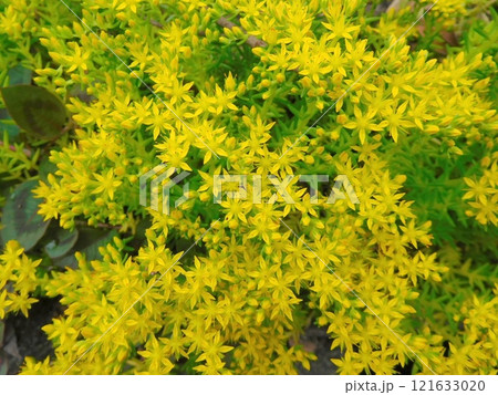 セダムの黄色の花 セダムの黄色の花 121633020