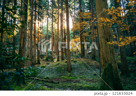 御岩神社　紅葉時期の森の中（茨城県日立市　御岩神社） 121633024