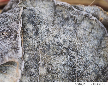 朝霜が付いた落ち葉 121633155