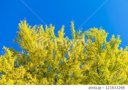 黄葉したイチョウの樹の並木と青空 121633266