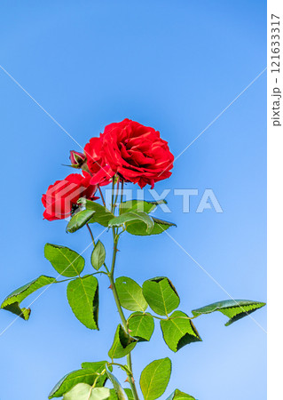 赤いバラと青空 121633317