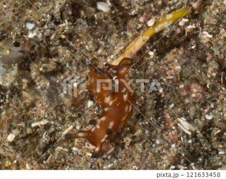 クロヘリアメフラシらしき生き物 121633458