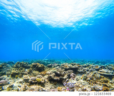 沖縄　阿嘉島のニシハマビーチ　水中撮影 121633469