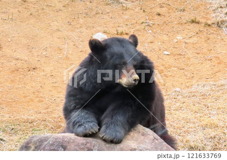 九州自然動物公園アフリカンサファリのアメリカクマ 九州自然動物公園アフリカンサファリのアメリカクマ 121633769