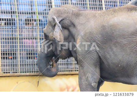 九州自然動物公園アフリカンサファリのアジアゾウ 九州自然動物公園アフリカンサファリのアジアゾウ 121633879