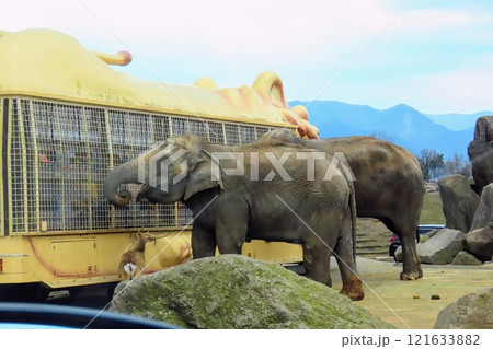 九州自然動物公園アフリカンサファリのアジアゾウ 九州自然動物公園アフリカンサファリのアジアゾウ 121633882