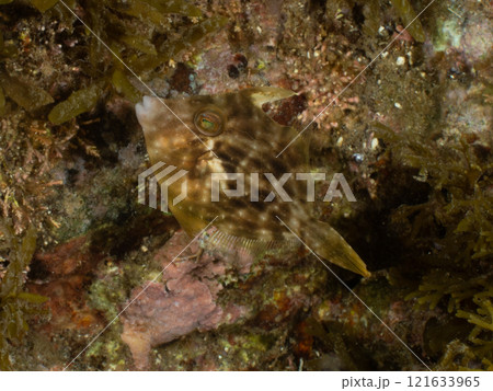 カワハギらしき生き物 カワハギらしき生き物 121633965