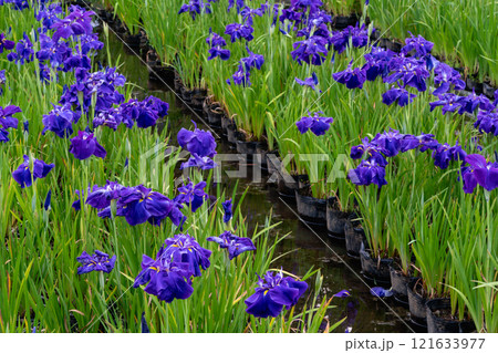 小田原城址公園の花菖蒲 121633977