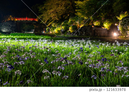 小田原城址公園の花菖蒲 小田原城址公園の花菖蒲 121633978