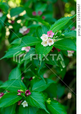 ハコネウツギ 箱根空木 ハコネウツギ 箱根空木 121634007