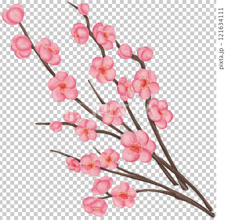 Cherry blossom Cherry blossom 121634111