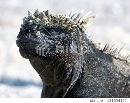 ウミイグアナは世界で唯一海に潜って餌をとる爬虫類の固有種、顔は怖いが草食なのでおとなしい 121634122