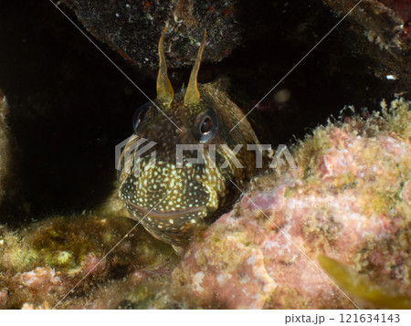 カエルウオらしき魚 カエルウオらしき魚 121634143