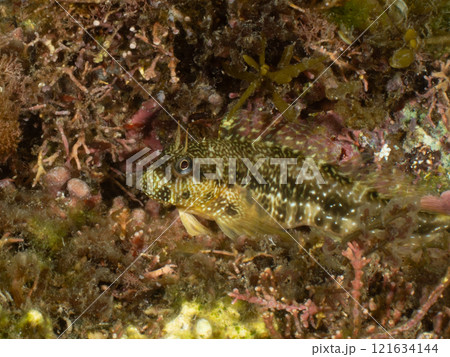カエルウオらしき魚 カエルウオらしき魚 121634144