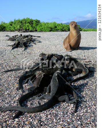 ウミイグアナは世界で唯一海に潜って餌をとる爬虫類の固有種、顔は怖いが草食なのでおとなしい 121634154