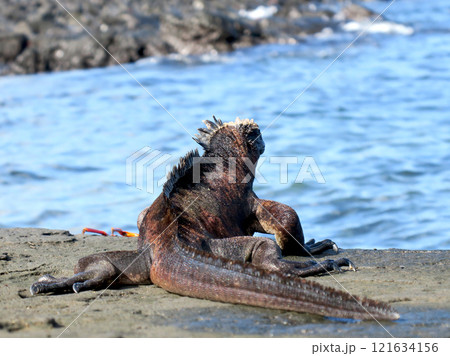 ウミイグアナは世界で唯一海に潜って餌をとる爬虫類の固有種、顔は怖いが草食なのでおとなしい ウミイグアナは世界で唯一海に潜って餌をとる爬虫類の固有種、顔は怖いが草食なのでおとなしい 121634156