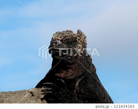 ウミイグアナは世界で唯一海に潜って餌をとる爬虫類の固有種、顔は怖いが草食なのでおとなしい 121634163