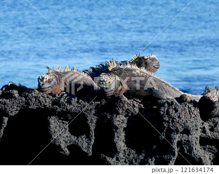 ウミイグアナは世界で唯一海に潜って餌をとる爬虫類の固有種、顔は怖いが草食なのでおとなしい ウミイグアナは世界で唯一海に潜って餌をとる爬虫類の固有種、顔は怖いが草食なのでおとなしい 121634174