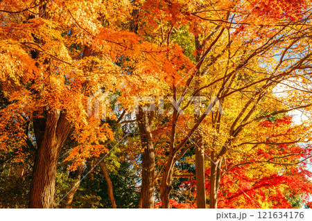 秋の紅葉、紅葉したモミジの葉(茨城県つくば市 洞峰公園) 秋の紅葉、紅葉したモミジの葉(茨城県つくば市 洞峰公園) 121634176