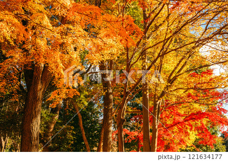 秋の紅葉、紅葉したモミジの葉(茨城県つくば市 洞峰公園) 秋の紅葉、紅葉したモミジの葉(茨城県つくば市 洞峰公園) 121634177
