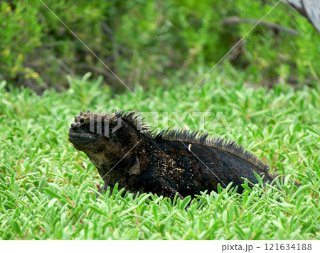 ウミイグアナは世界で唯一海に潜って餌をとる爬虫類の固有種、顔は怖いが草食なのでおとなしい 121634188