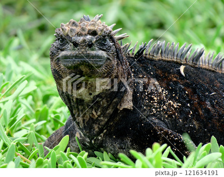 ウミイグアナは世界で唯一海に潜って餌をとる爬虫類の固有種、顔は怖いが草食なのでおとなしい 121634191