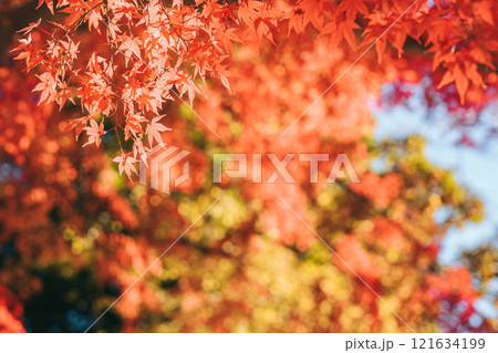 秋の紅葉、紅葉したモミジの葉（茨城県つくば市　洞峰公園） 121634199